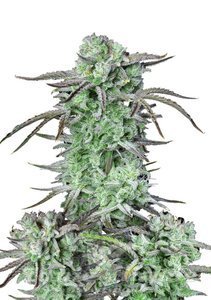 Strawberry Banana Auto - FASTBUDS - 1