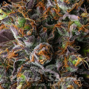 Strawberry Skrilla - COMPOUND GENETICS - 4