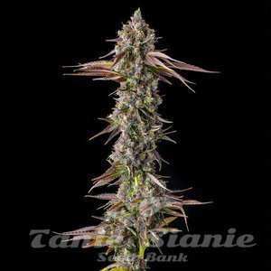 Strawberry Skrilla - COMPOUND GENETICS - 3