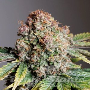 Strawberry Soda Auto - DUTCH PASSION - 1