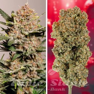 Strawberry Soda Auto - DUTCH PASSION - 2