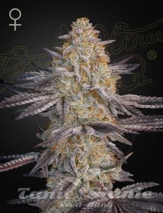 Super Lemon Haze x RS11 - GREEN HOUSE SEEDS - 1