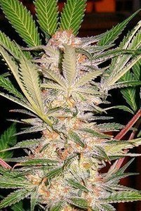 S.A.D. - SWEET SEEDS - 2