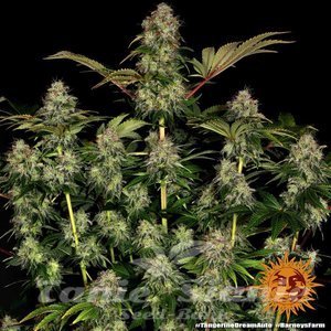 Tangerine Dream Auto - BARNEY'S FARM - 2