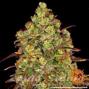 Tangerine Dream - BARNEY’S FARM - 3