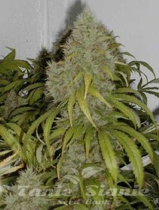 Grape OG - THE CALI CONNECTION - 3