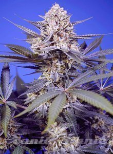 Tropical & Delicious Mix - SWEET SEEDS - 4