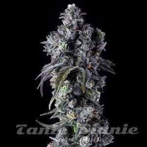 UK Riot - COMPOUND GENETICS - 2