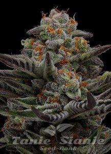 Vanilla Créme Pie - HUMBOLDT SEED COMPANY - 2