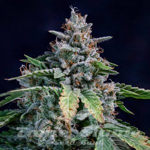 Walter White Auto - MEPHISTO GENETICS - 1