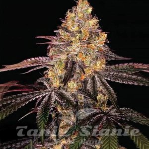 Watermelon OG Auto - 1