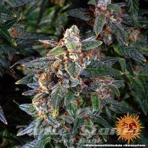 Watermelon Zkittlez Auto - BARNEY’S FARM - 4