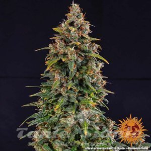 Watermelon Zkittlez Auto - BARNEY’S FARM - 5