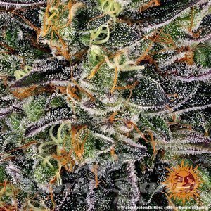 Watermelon Zkittlez - BARNEY'S FARM - 2