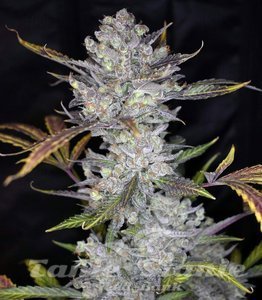 Wedding Cake Auto - 1