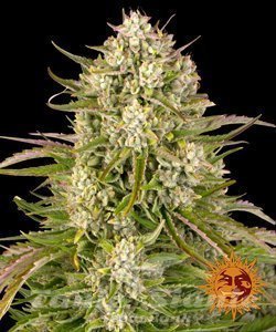 Wedding Cake Auto - BARNEY'S FARM - 1