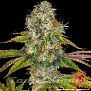 Wedding Cake - BARNEY'S FARM - 3