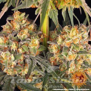 Wedding Cake - BARNEY'S FARM - 5