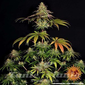 Wedding Cake - BARNEY'S FARM - 6