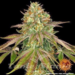 Wedding Cake - BARNEY'S FARM - 8
