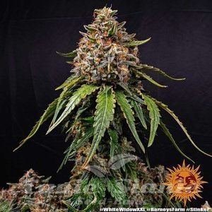 White Widow XXL - BARNEY'S FARM - 4