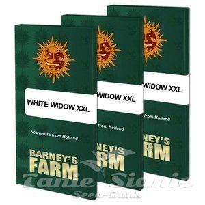White Widow XXL - BARNEY'S FARM - 7