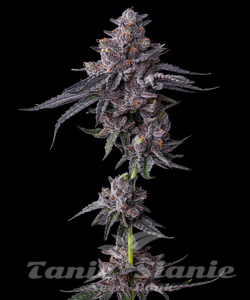 Zillions - BARNEY'S FARM - 2