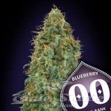 Nasiona Marihuany Blueberry - 00 SEEDS BANK