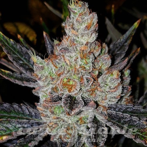 10th Planet R1 - ETHOS GENETICS