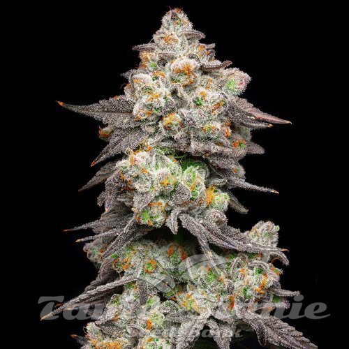 Acai Grapes - COOKIES SEEDS