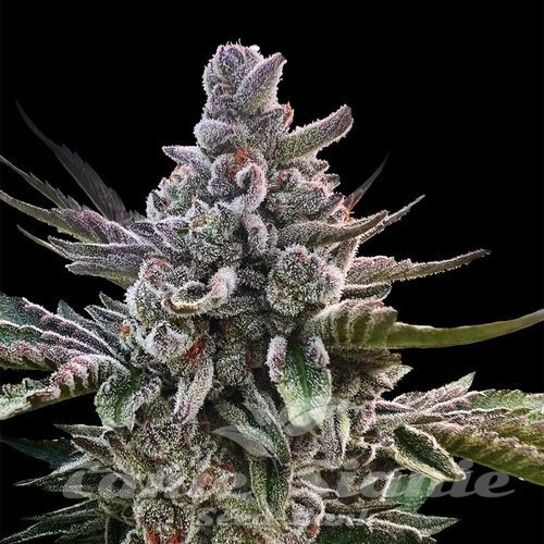 Acai Jelly - SILENT SEEDS