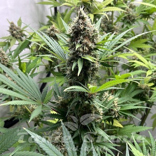 Afghan Kush Auto