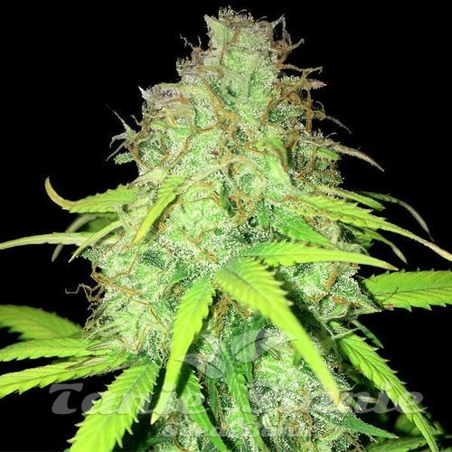 AK-59 Auto