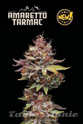Amaretto Tarmac - SEED STOCKERS