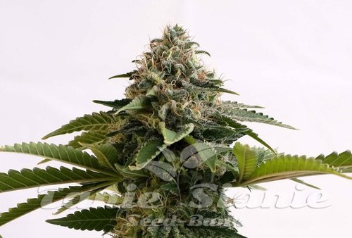 Nasiona Marihuany Amnesia Dream XL Auto - KANNABIA SEED