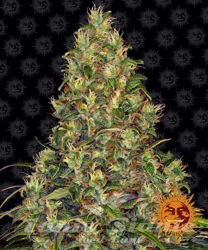 Nasiona Marihuany Amnesia Haze Auto - BARNEY'S FARM