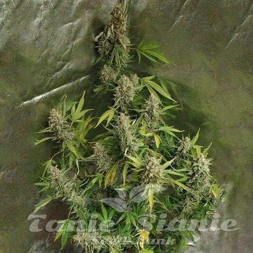Amnesia Haze (Fast Version)