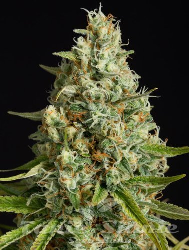 Amnesia Lemon - SILENT SEEDS
