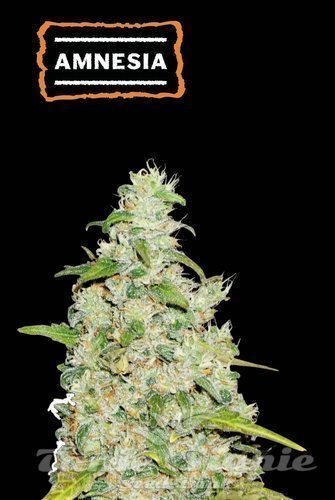 Amnesia - SEED STOCKERS