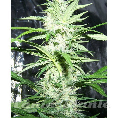 Amnesia XXL Auto