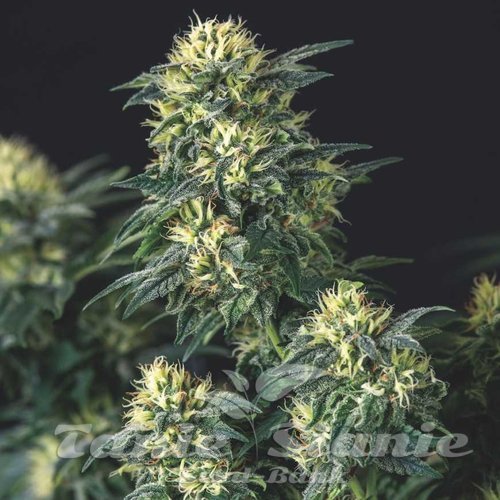 Nasiona Marihuany Anesthesia x Runtz - PYRAMID SEEDS