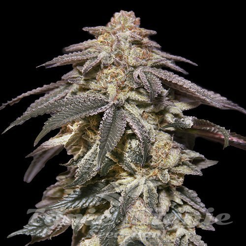 Nasiona Marihuany Apple Bananas Auto - 00 SEEDS BANK