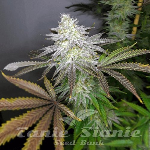 Apple Fritter Auto
