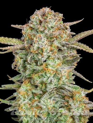 Nasiona Marihuany Auto Bruce Banner XXL - ADVANCED SEEDS
