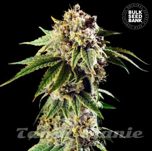 Nasiona Marihuany Auto Dosidos Rocketos - BULK SEED BANK
