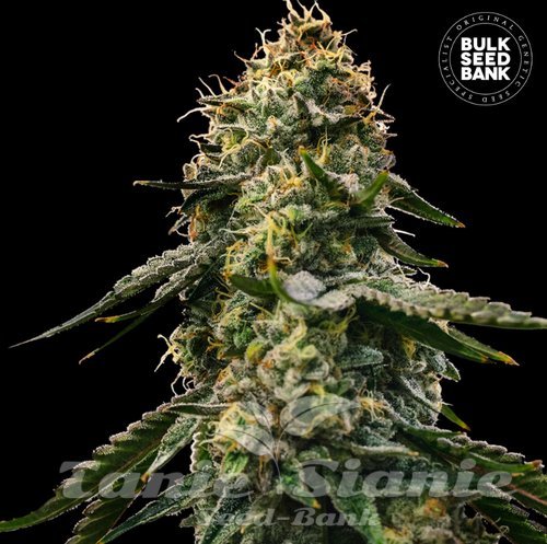 Nasiona Marihuany Auto Runtz Gluntz - BULK SEED BANK