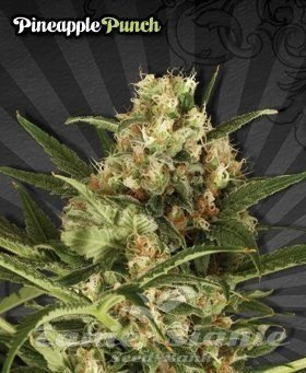 Nasiona Marihuany Pineapple Punch - AUTO SEEDS