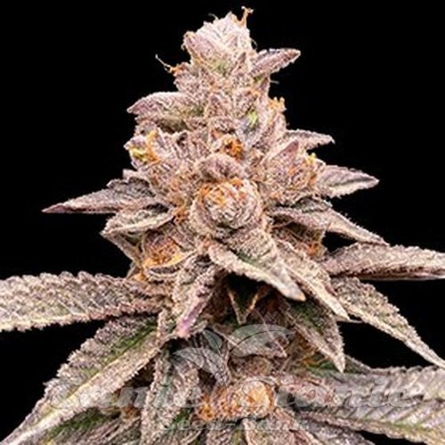 Nasiona Marihuany Banana Latte - G13 LABS