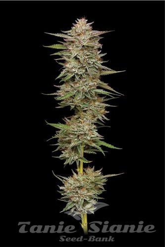 Banana OG - HUMBOLDT SEED COMPANY