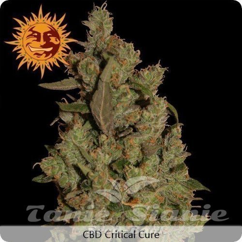 Nasiona Marihuany CBD Critical Cure - BARNEY’S FARM